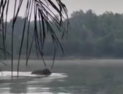 Heboh Gajah Berenang di Danau Kayangan Pekanbaru