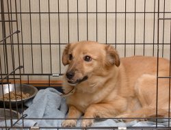 Negara Dengan Konsumsi Daging Anjing Terbesar Didunia.